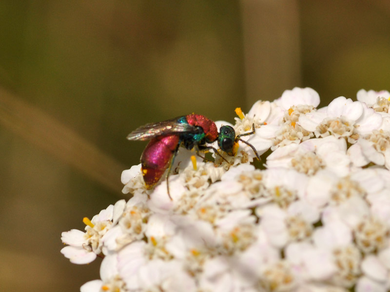 Chrysura cfr laevigata